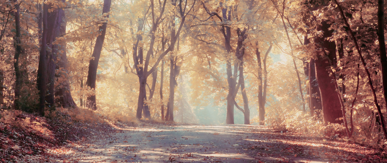 A woodland path lined with trees